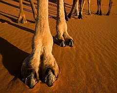 Animals - Camel Toe Cameltoe Wallpapers - 0.1 Wallpaper 1280x1024